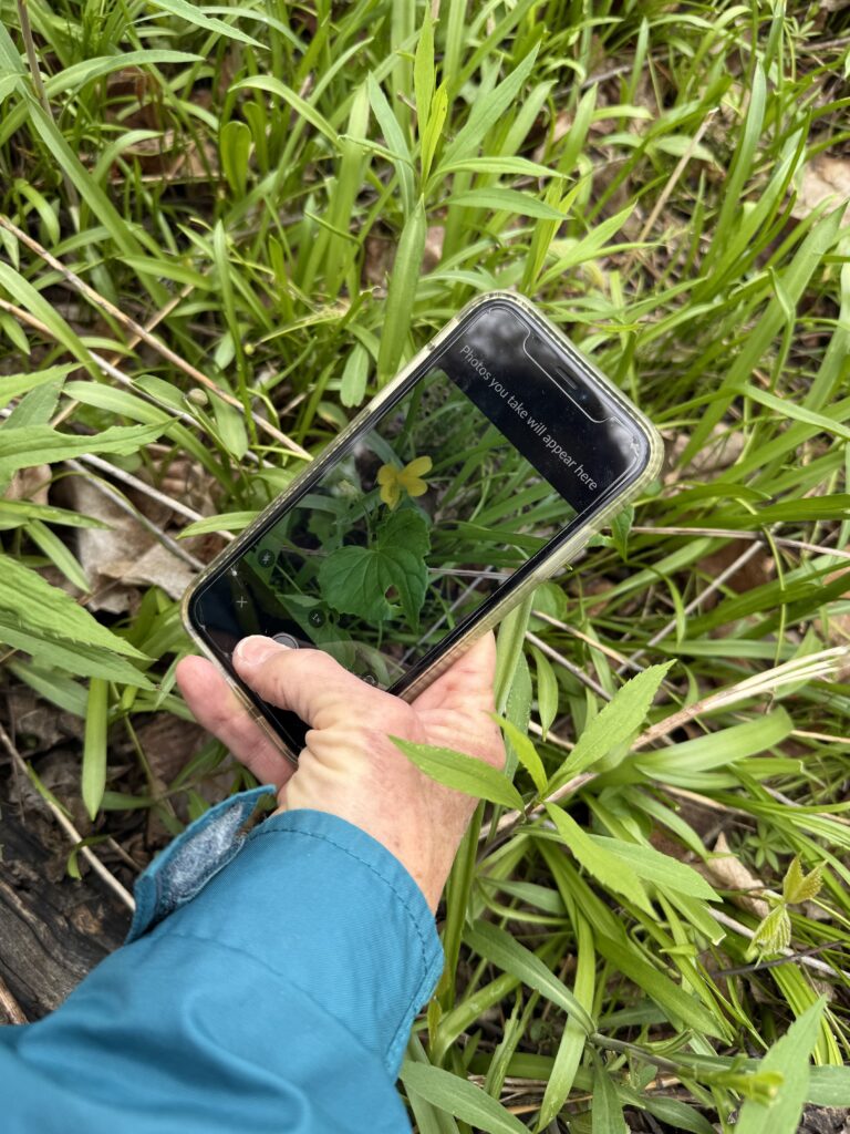 Taking photo using iNaturalist