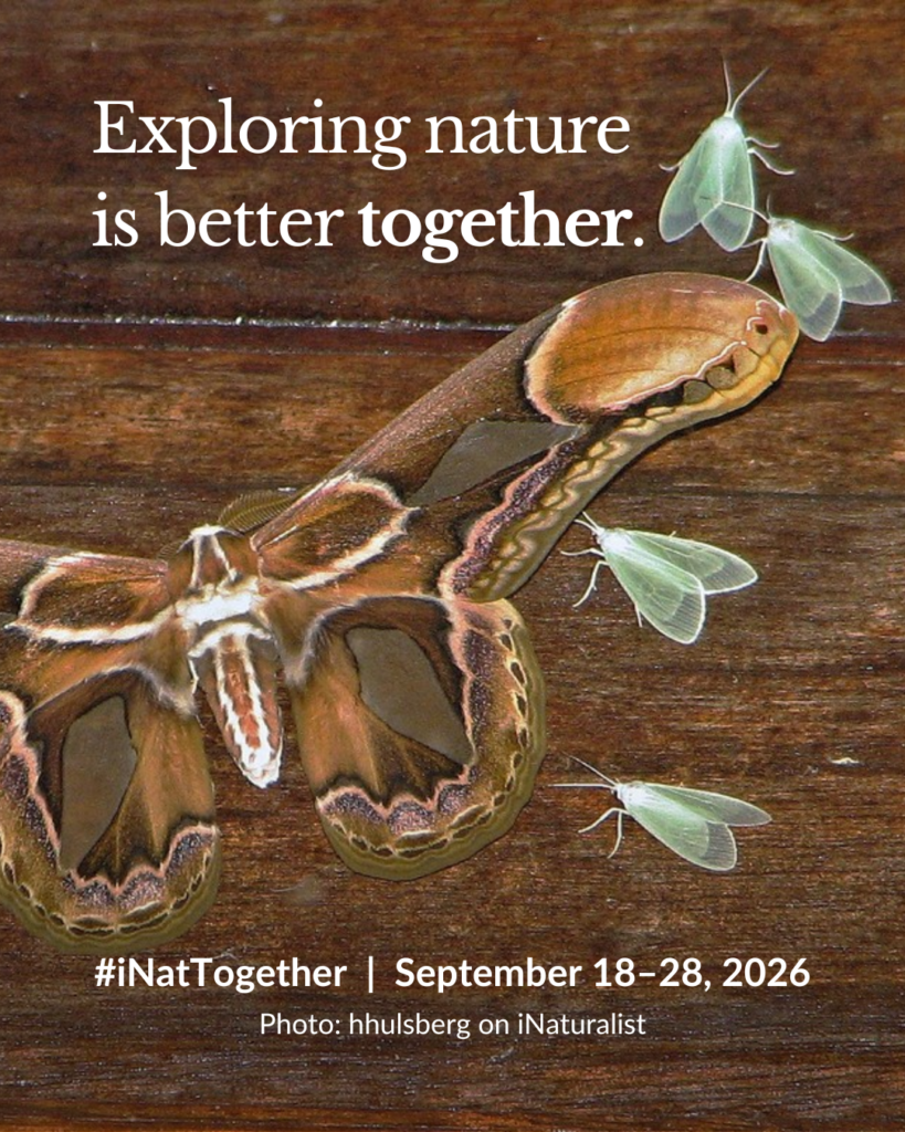 iNat Together graphic